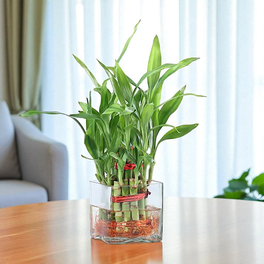 Plant